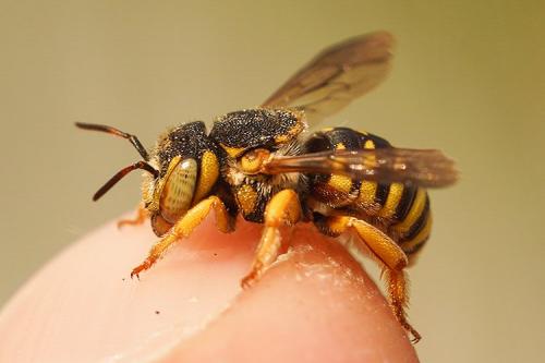 Réf. 269 384 : Icteranthidium grohmanni